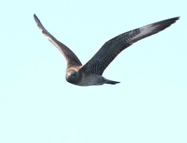 Long-tailed Jaeger