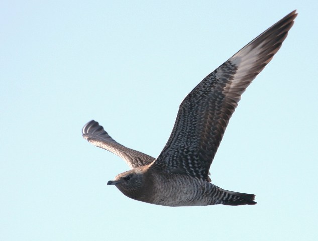 Long-tailed Jaeger