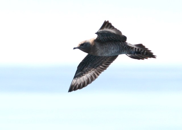 Long-tailed Jaeger