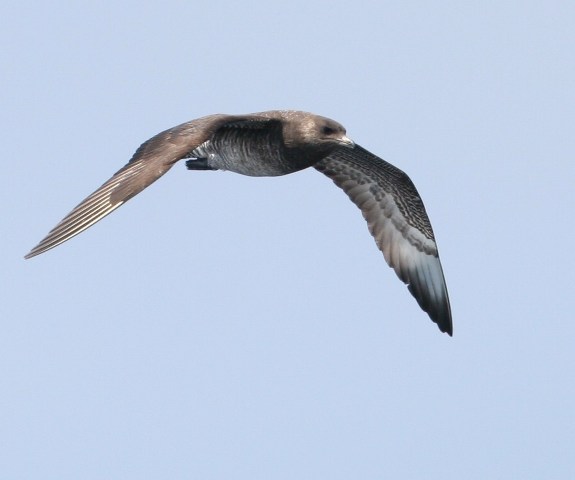 Pomarine Jaeger