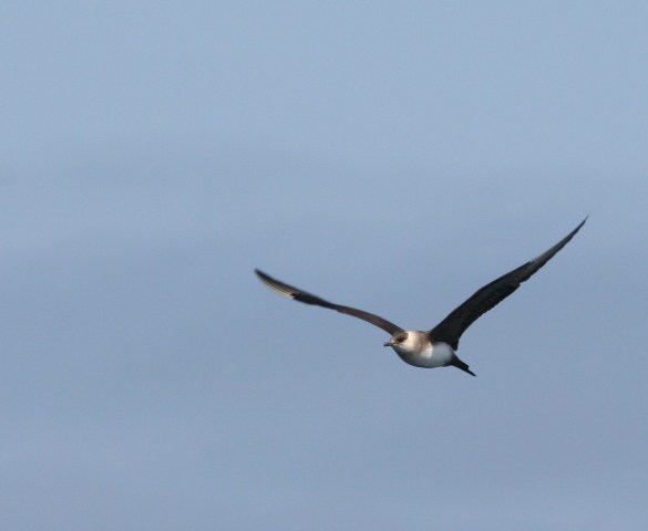 Parasitic Jaeger