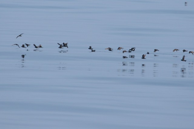 Storm-petrels