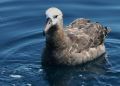 Black-footed Albatross