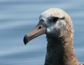 Black-footed Albatross