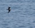 Fork-tailed Storm-Petrel