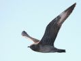 Long-tailed Jaeger