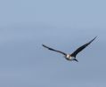 Parasitic Jaeger