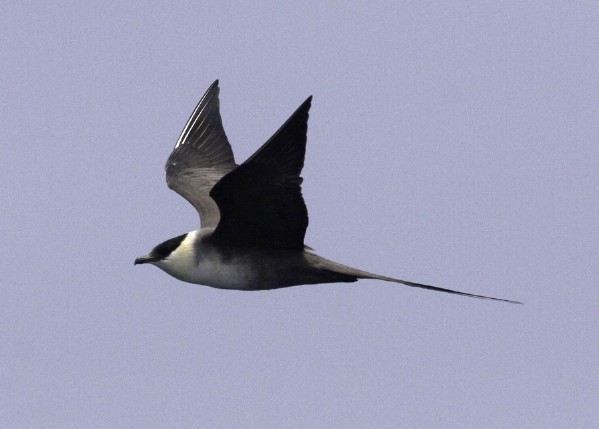 Long-tailed Jaeger