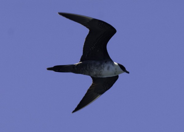 Long-tailed Jaeger