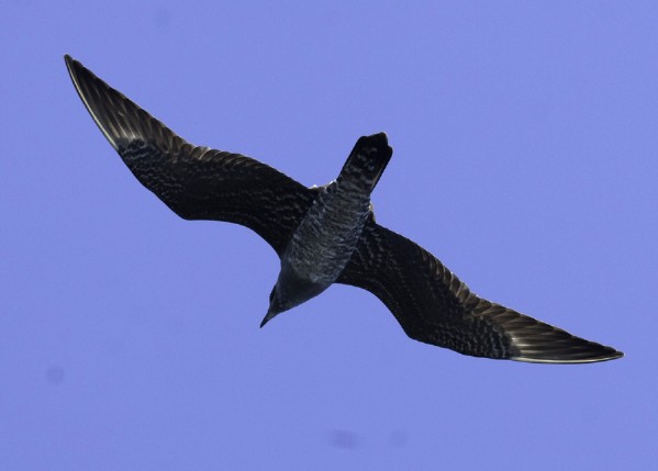 Long-tailed Jaeger