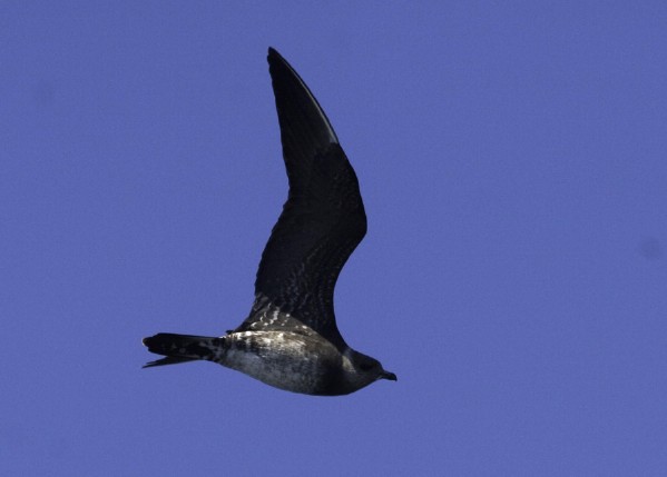 Long-tailed Jaeger