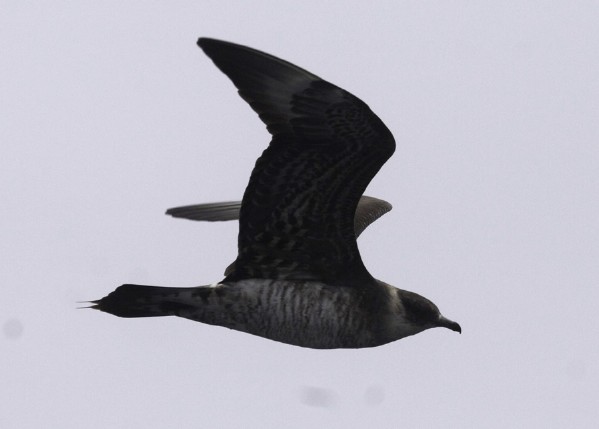 Parasitic Jaeger