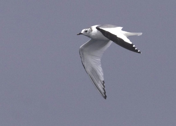 Sabine's Gull