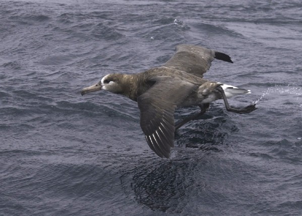 Black-footed Albatross