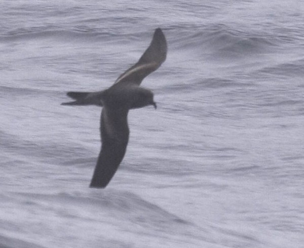 Ashy Storm-petrel