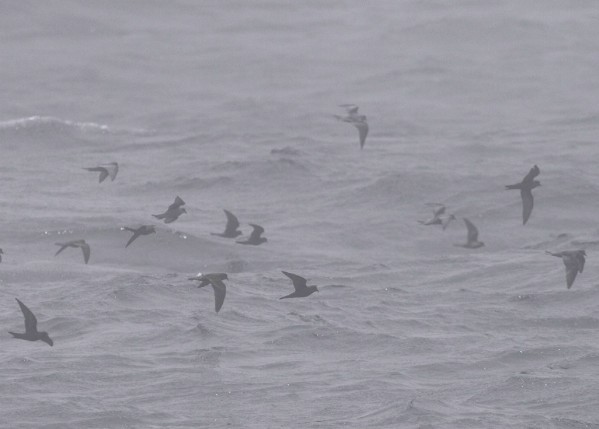 Fork-tailed and Ashy Storm-Petrel