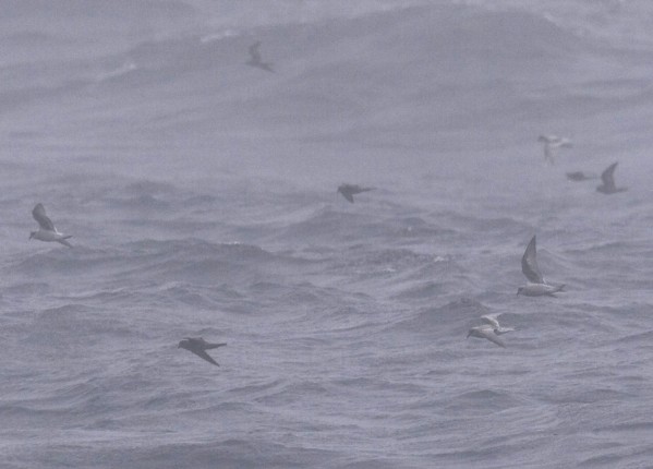 Fork-tailed and Ashy Storm-Petrel