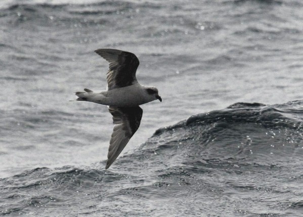 Fork-tailed Storm-petrel