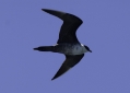 Long-tailed Jaeger