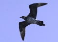 Parasitic Jaeger
