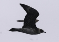 Parasitic Jaeger