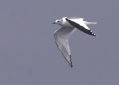 Sabine's Gull