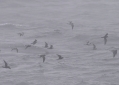 Fork-tailed and Ashy Storm-Petrel