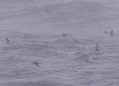 Fork-tailed and Ashy Storm-Petrel