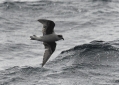 Fork-tailed Storm-petrel