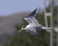 Elegant Tern
