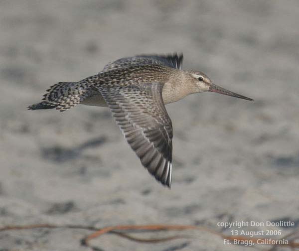 Bar-tailed Godwit