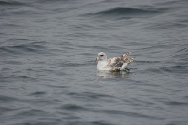 Northern Fulmar