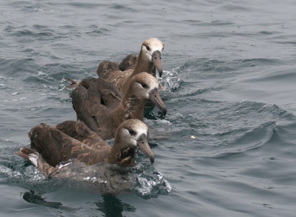 Black-footed Albatross chorus line