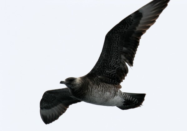 Pomarine Jaeger