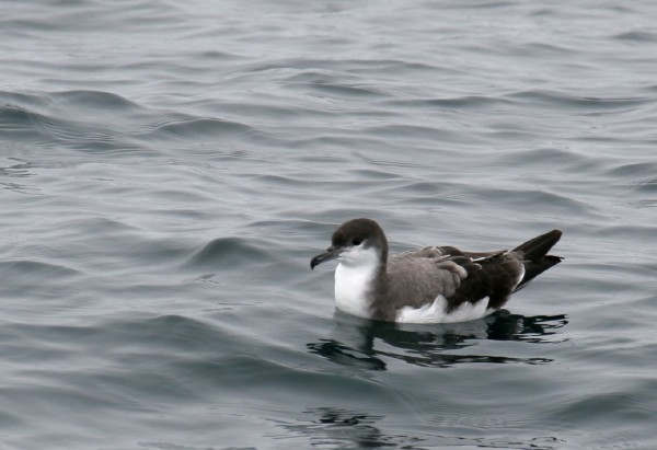 Buller's Shearwater