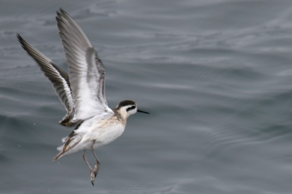 Red-necked Phalarope