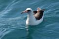 Laysan Albatross copyright Debi Shearwater 2008
