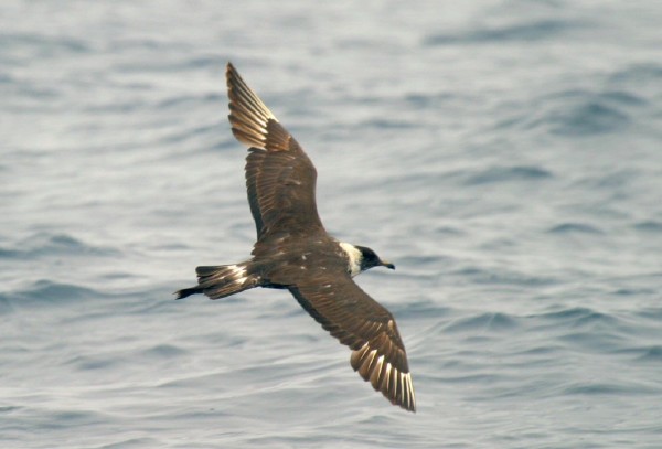 Pomarine Jaeger