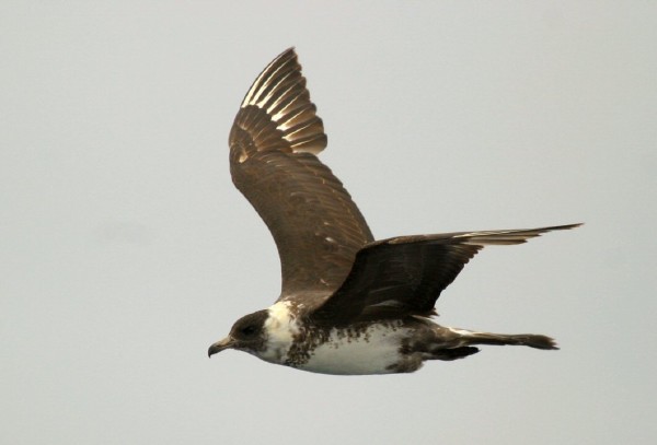 Pomarine Jaeger