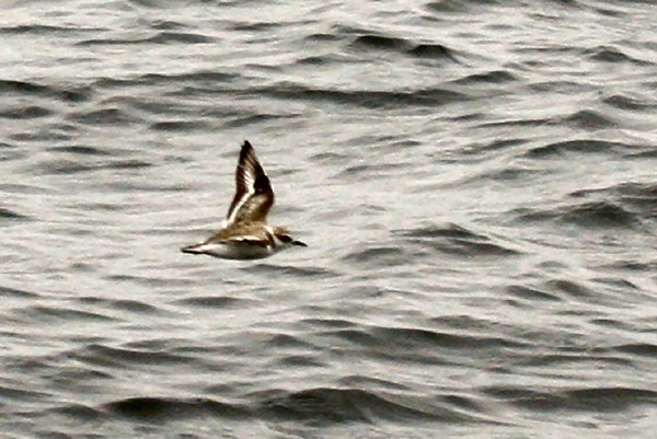 Snowy Plover