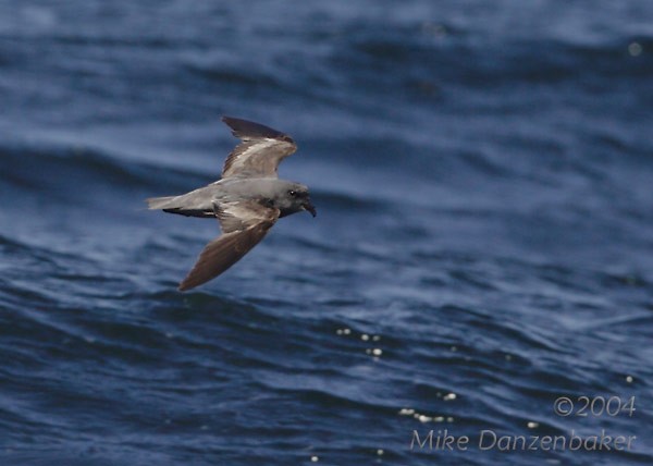 Ashy Storm-petrel