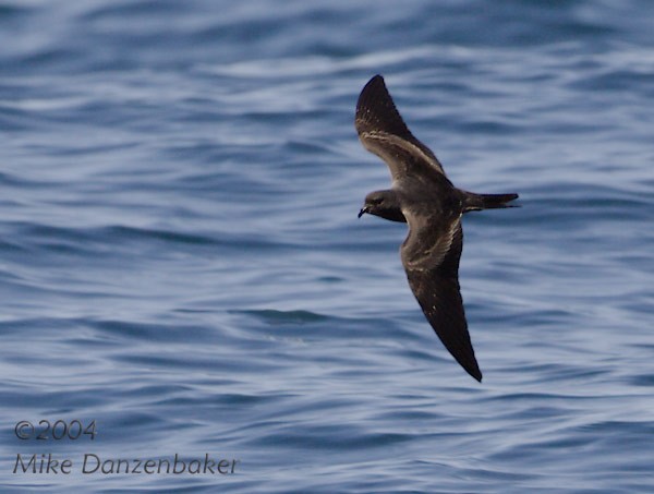 Black Storm-petrel