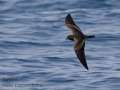 Black Storm-petrel