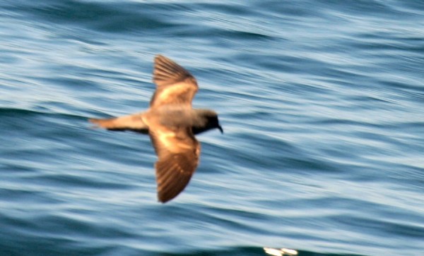 Ashy Storm-petrel