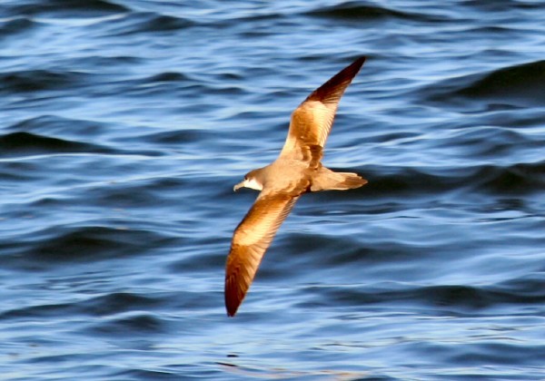 Buller's Shearwater