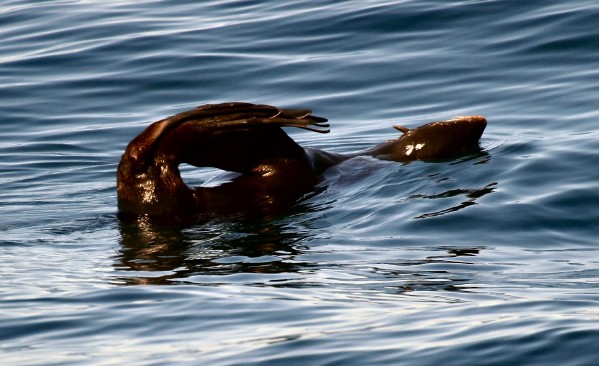 Northern Fur Seal