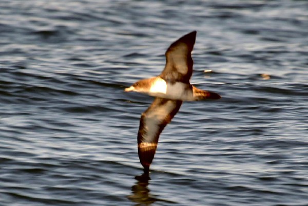 Pink-footed Shearwater