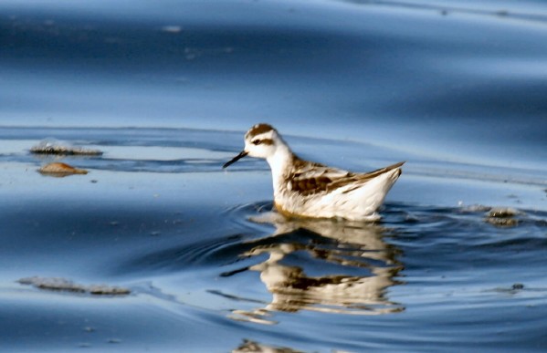 Red-necked Phalarope