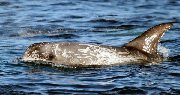 Risso's Dolphin