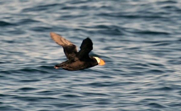 Tufted Puffin